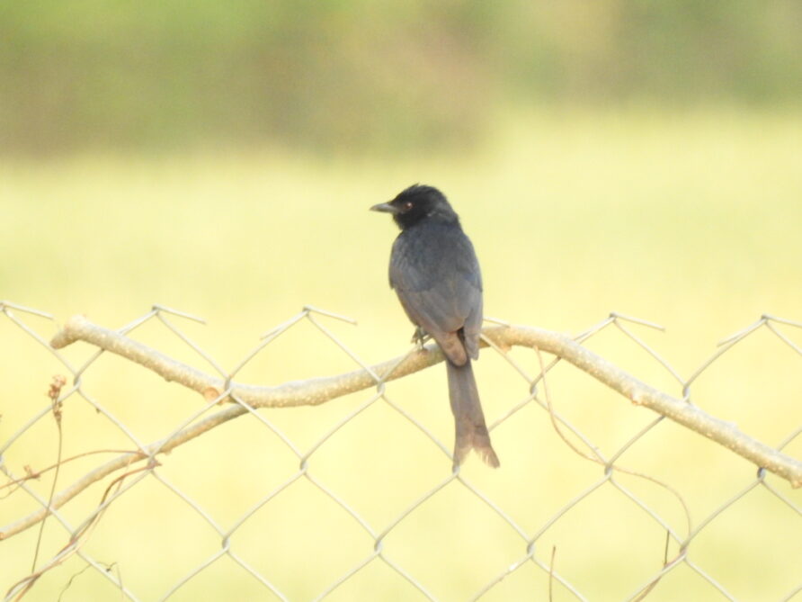 A Seasonal Guide: The Best Time to Visit Jim Corbett National Park